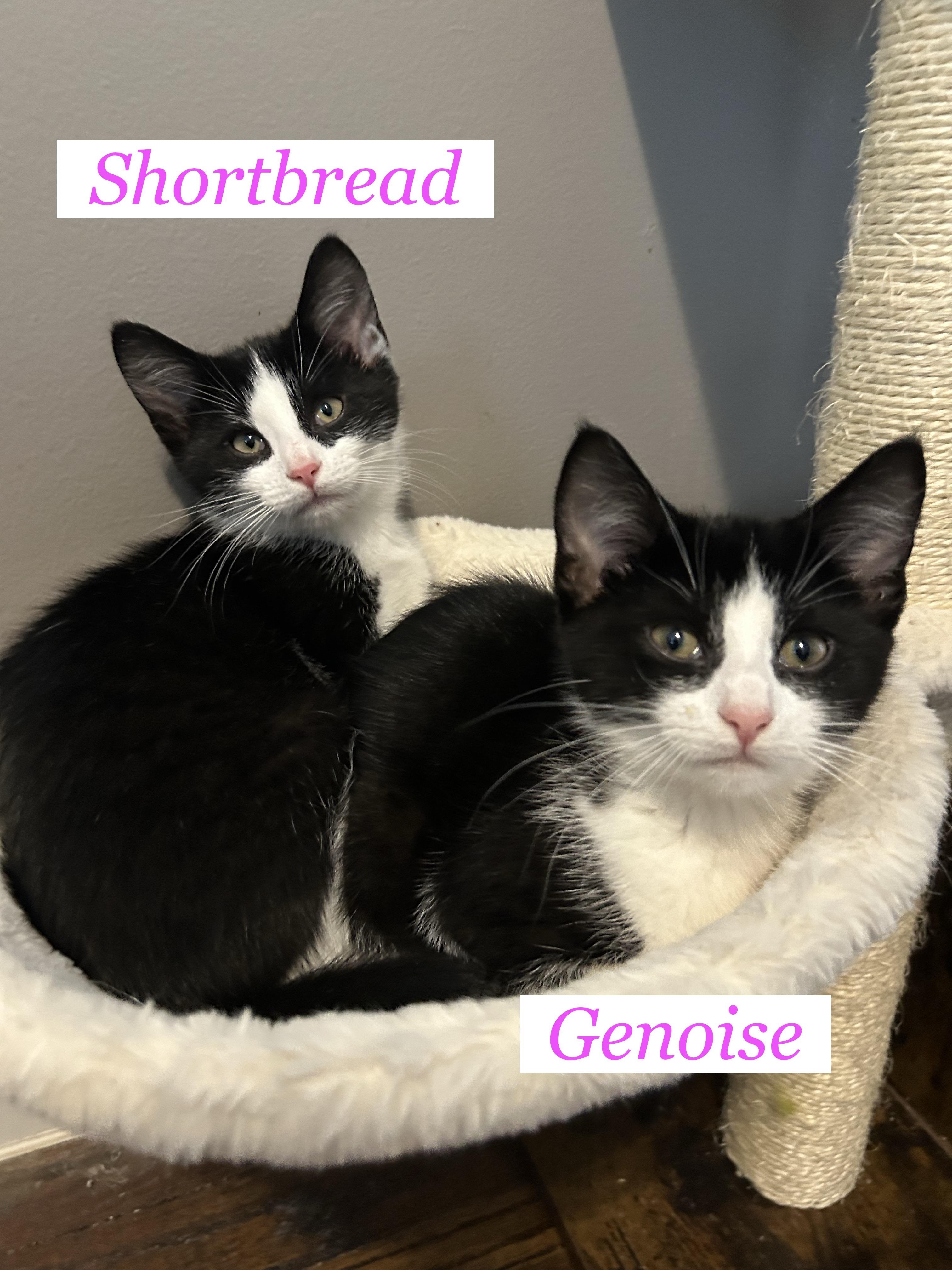 Genoise Dw thumbnail 3