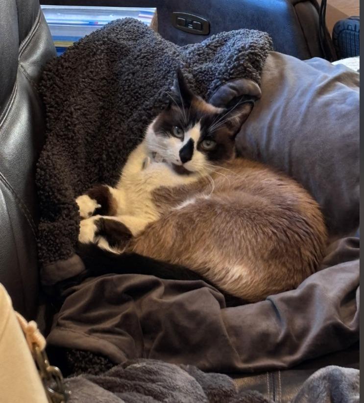 Enlarge Maggie, a Adoptable Siamese in San Pedro, CA image 1/1