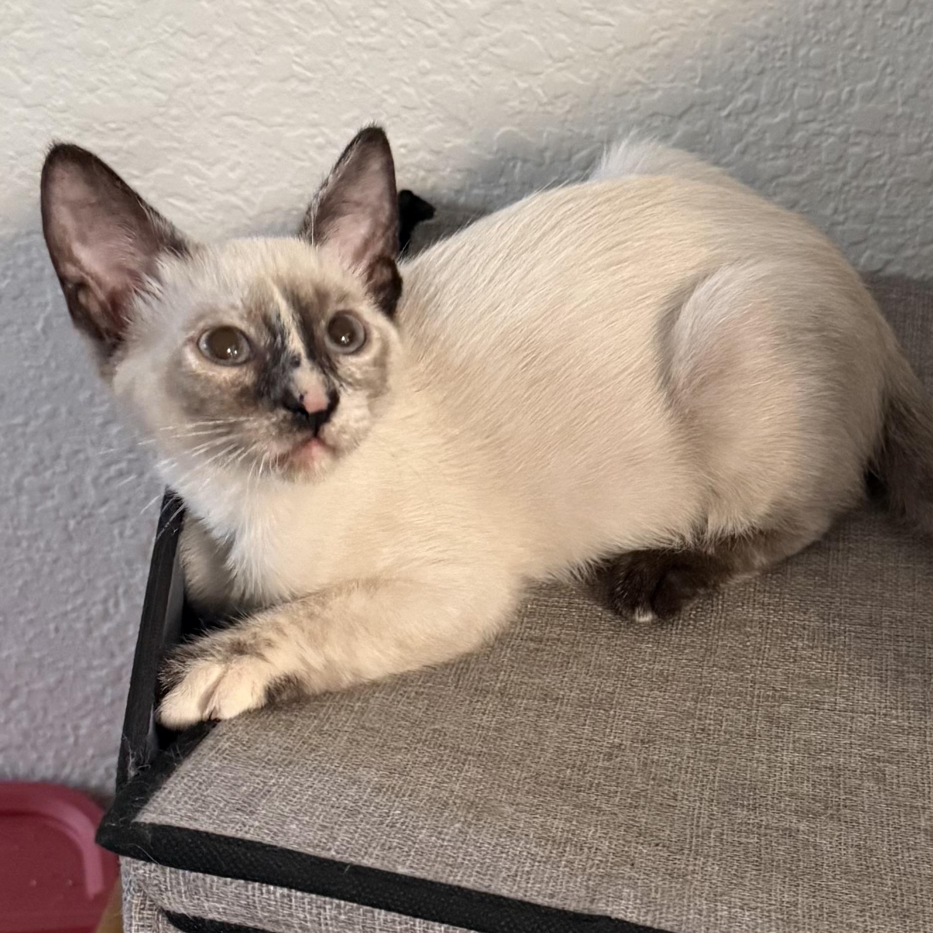 Alice, adopted, Kitten Female Siamese.