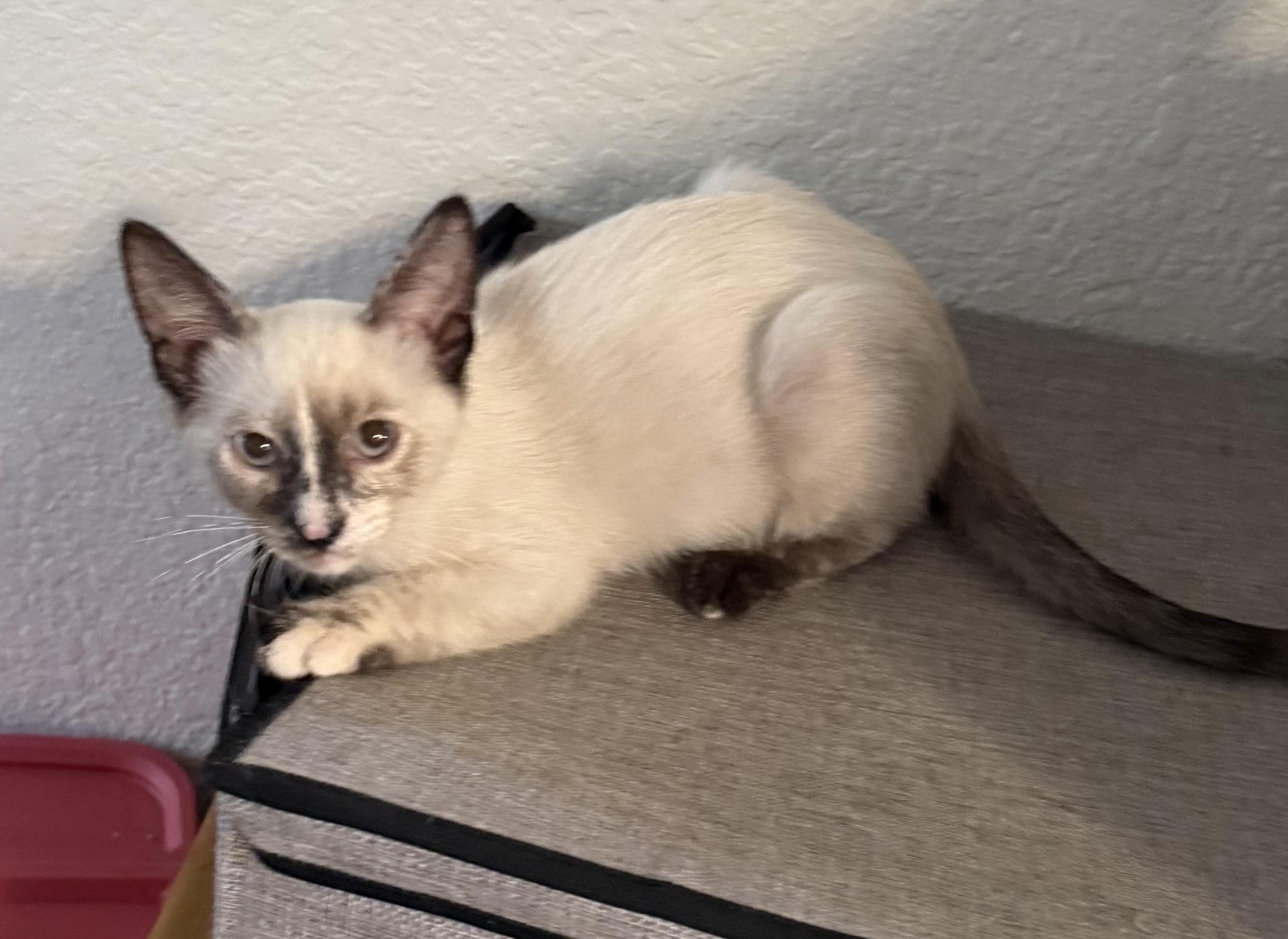 Enlarge Alice, an adopted Siamese in Orange, CA image 2/2