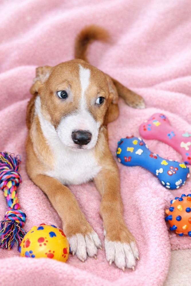 Jagger, a Adoptable mixed breed in Escondido, CA image 1/4