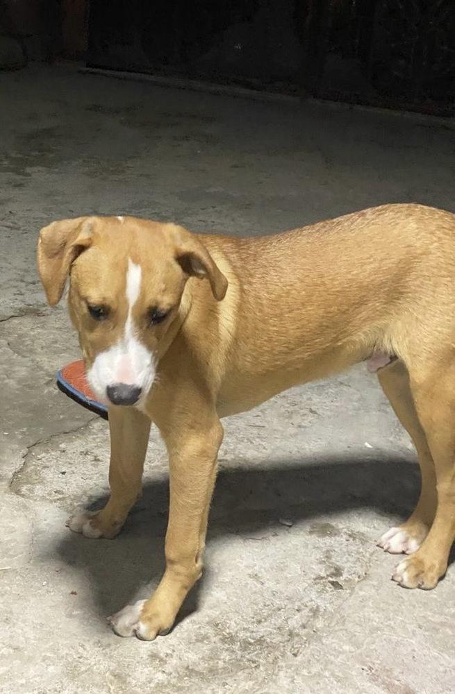 Jagger, a Adoptable mixed breed in Escondido, CA image 2/4