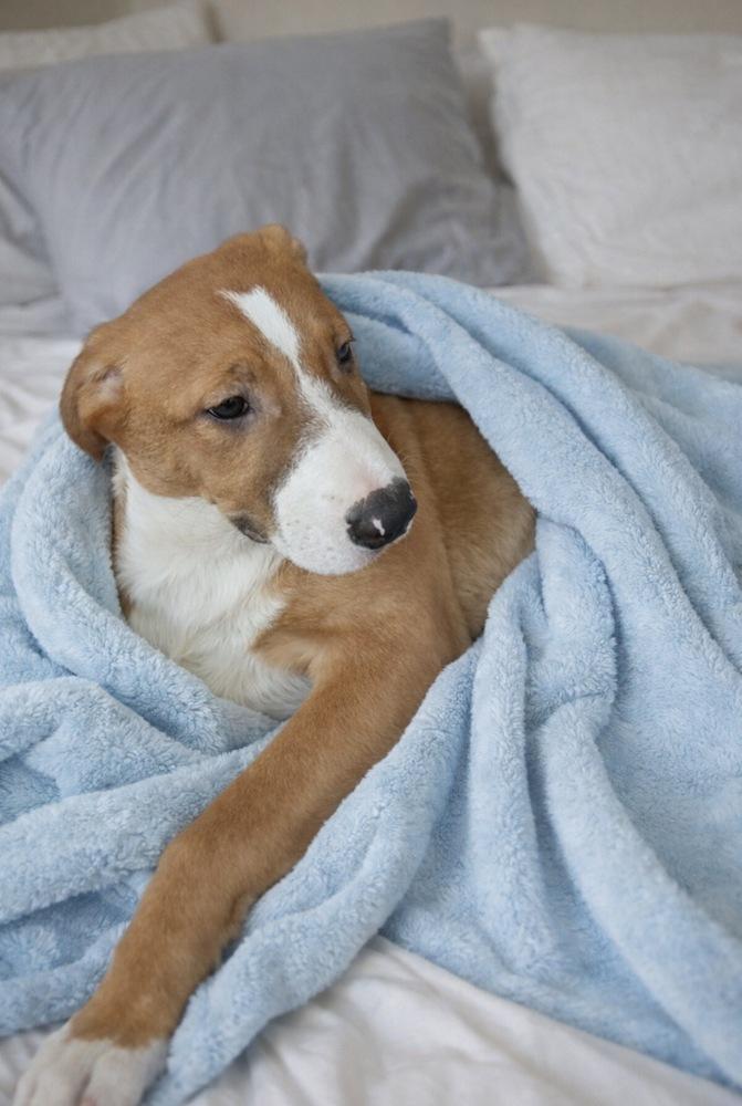 Jagger, a Adoptable mixed breed in Escondido, CA image 4/4