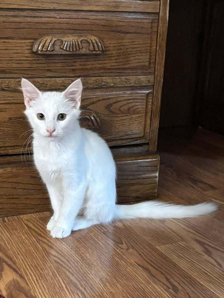 Reign — thumbnail 2