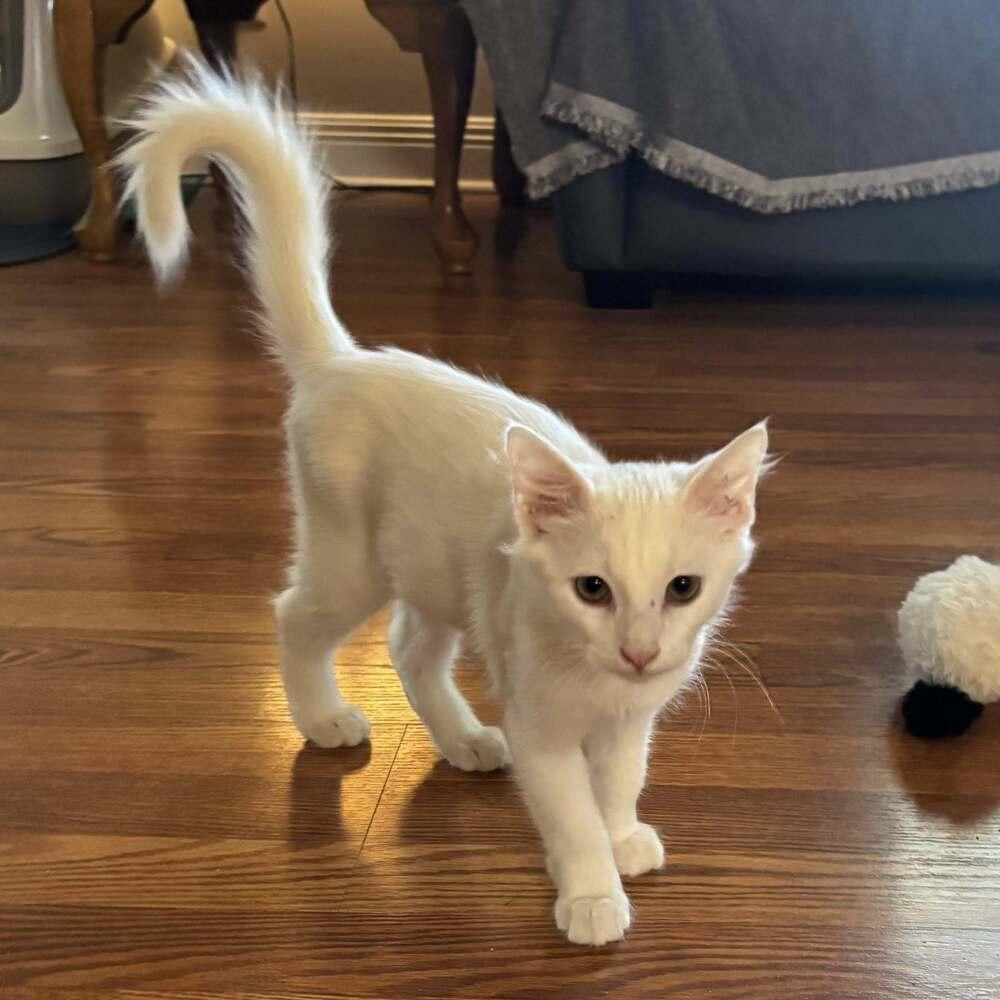 Reign — thumbnail 3