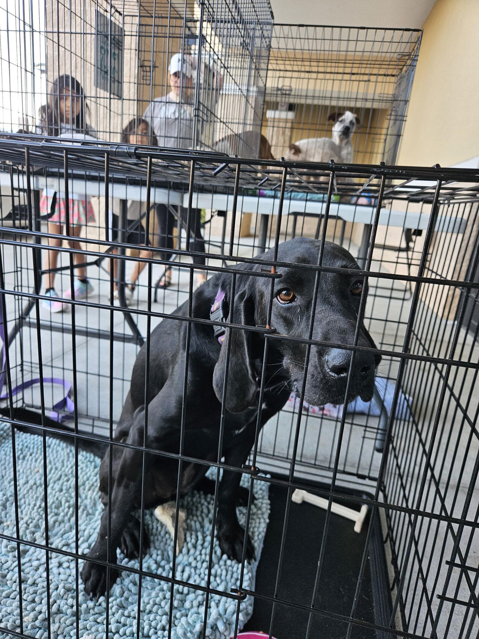 Raven, a Adoptable Plott Hound in Brooksville, FL image 1/3