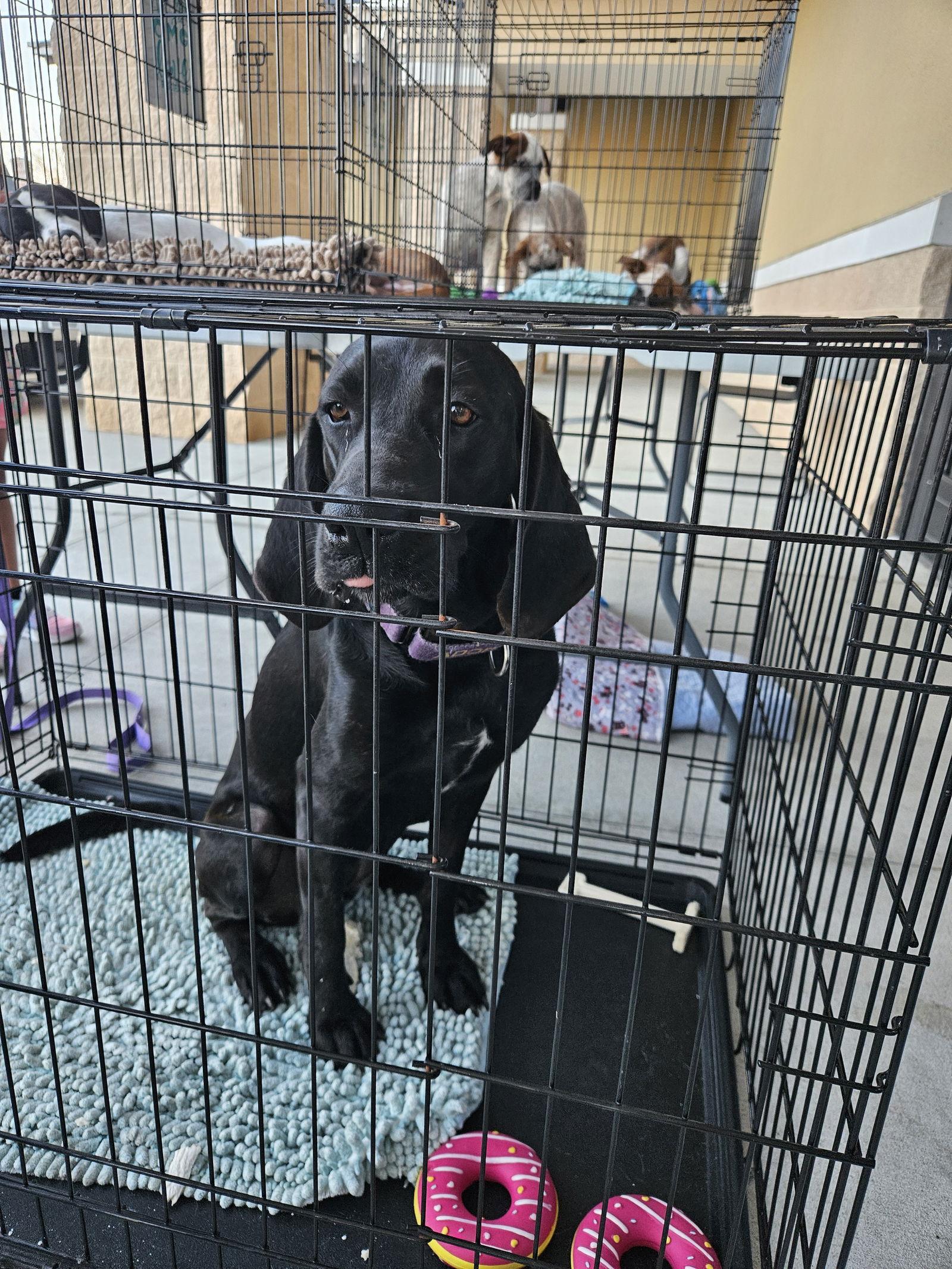 Raven, a Adoptable Plott Hound in Brooksville, FL image 2/3