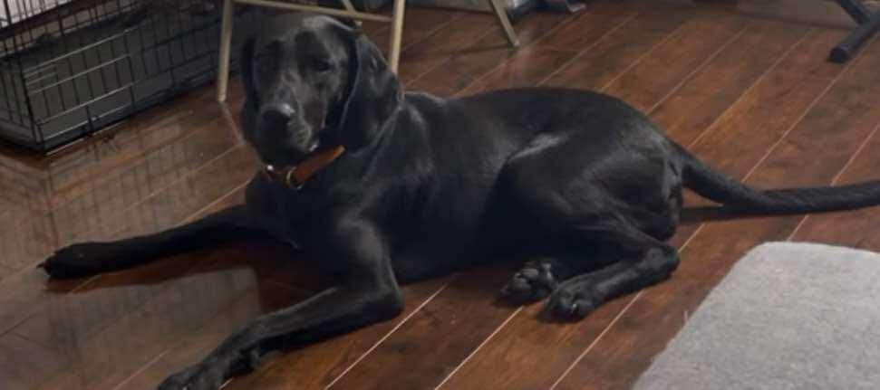 Raven, a Adoptable Plott Hound in Brooksville, FL image 3/3