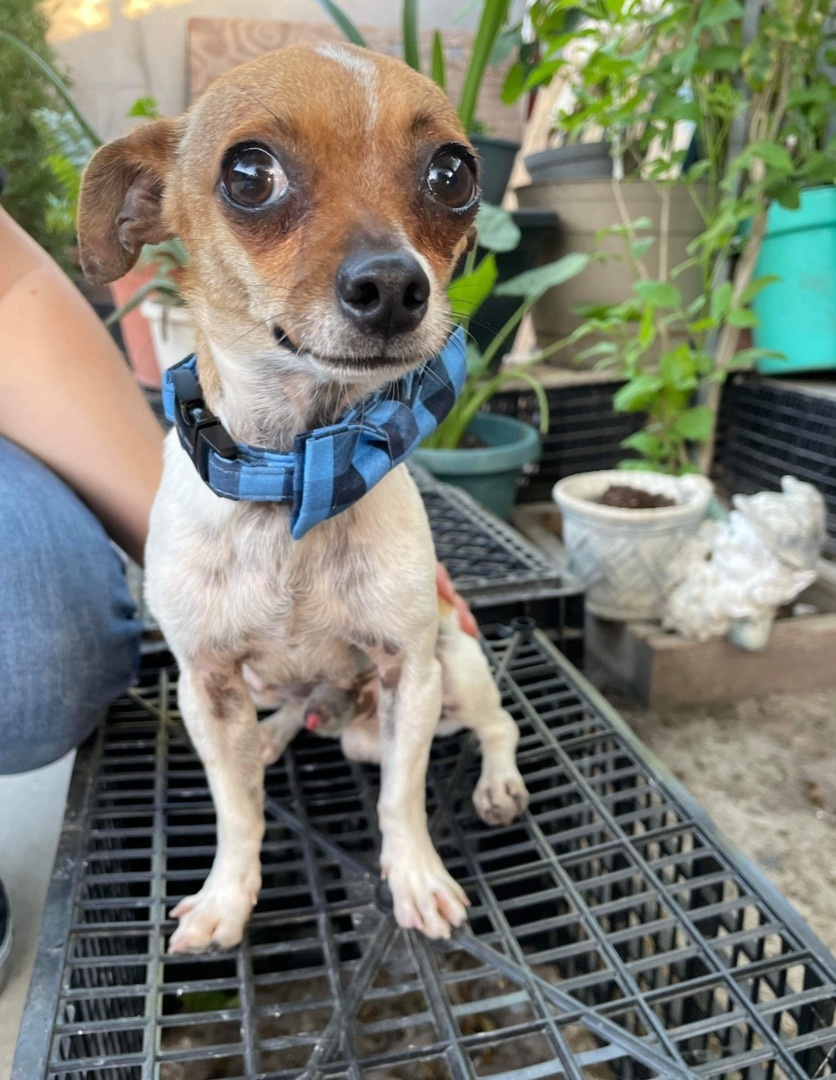 Noah, Adopted, Young Male Chihuahua.
