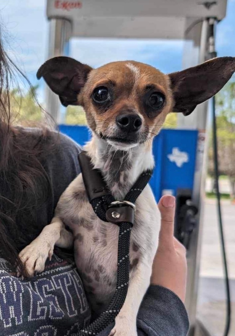 Noah, a Adopted mixed breed in Austin, TX image 2/5