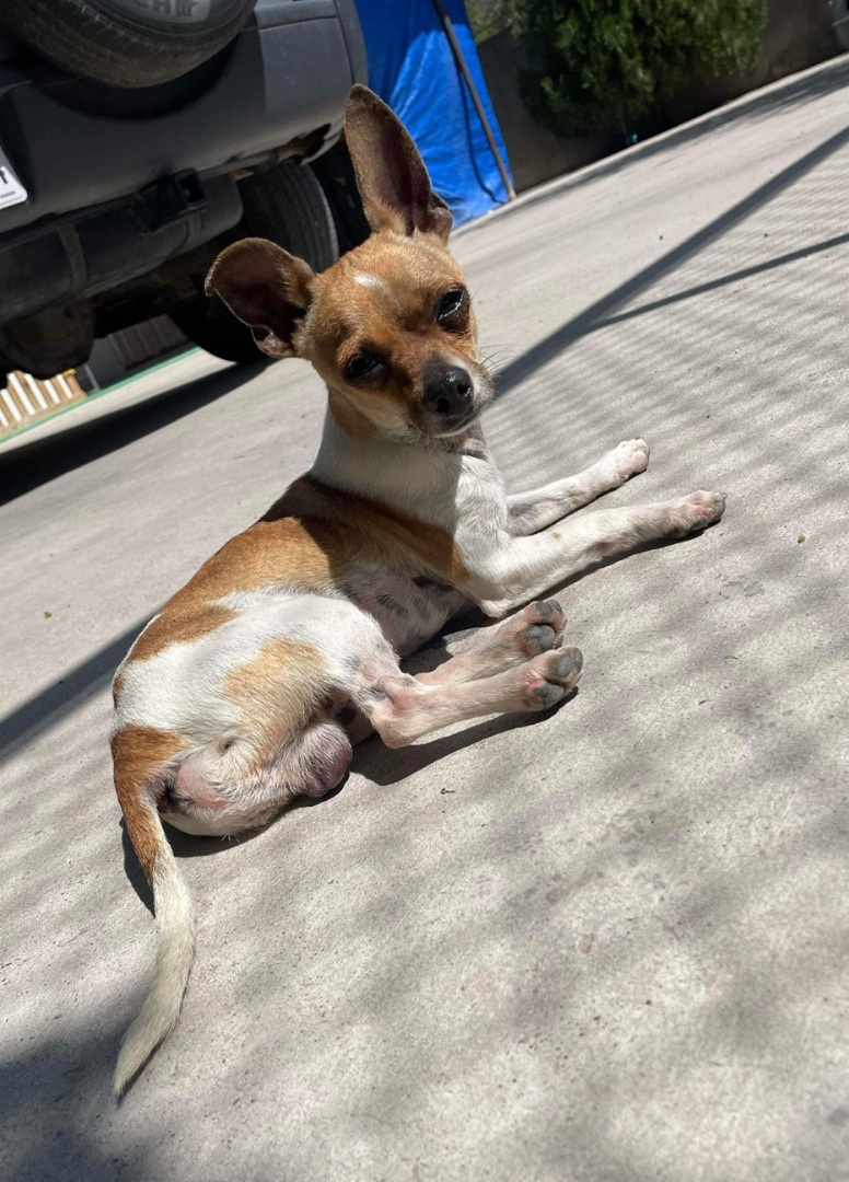 Noah, a Adopted mixed breed in Austin, TX image 3/5