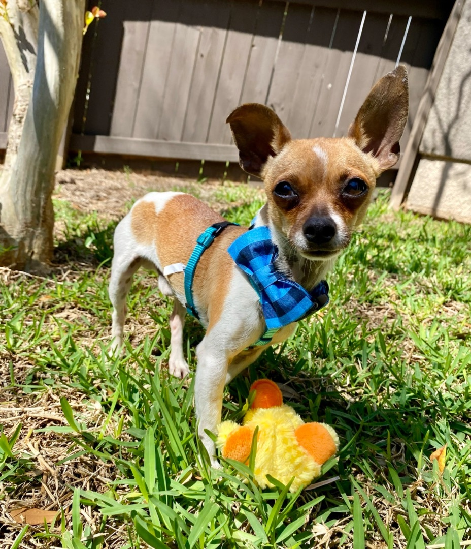 Noah, a Adopted mixed breed in Austin, TX image 4/5