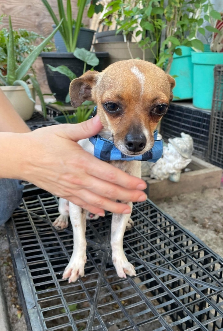 Noah, a Adopted mixed breed in Austin, TX image 5/5