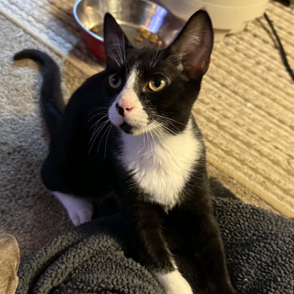 Ricky - Petsmart Belleville, Adoptable, Kitten Male Domestic Short Hair.