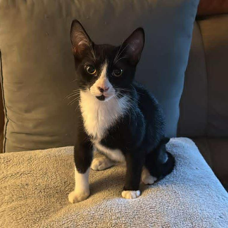 Enlarge Ricky - Petsmart Belleville, a Adoptable Domestic Short Hair in Belleville, IL image 2/2