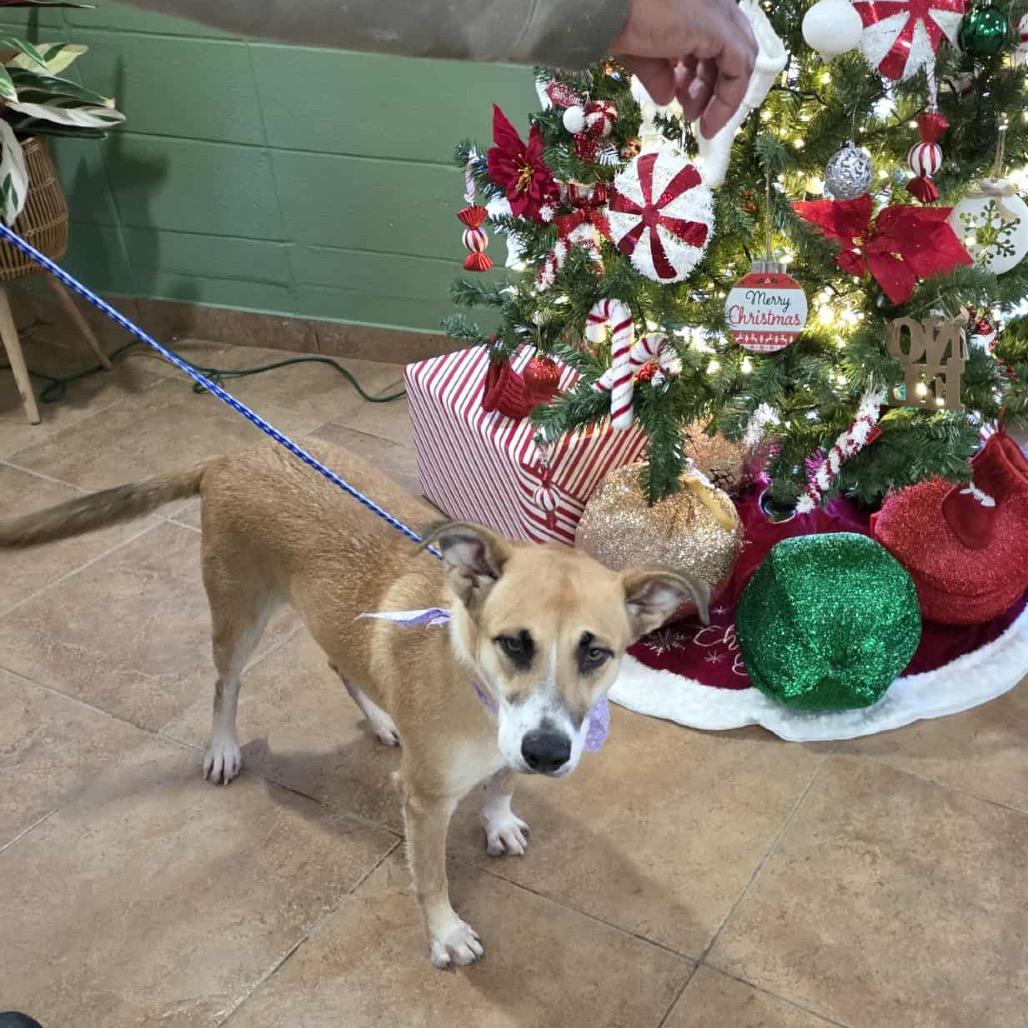 3865 CARI, Adoptable, Young Female Shepherd & Husky.