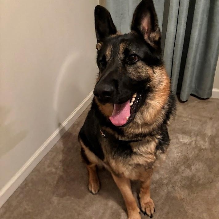 Enlarge Cooper, a ADOPTABLE German Shepherd Dog in Lexington, KY image 6/6