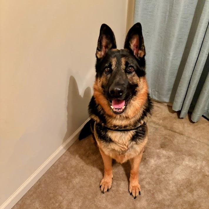 Enlarge Cooper, a ADOPTABLE German Shepherd Dog in Lexington, KY image 5/6