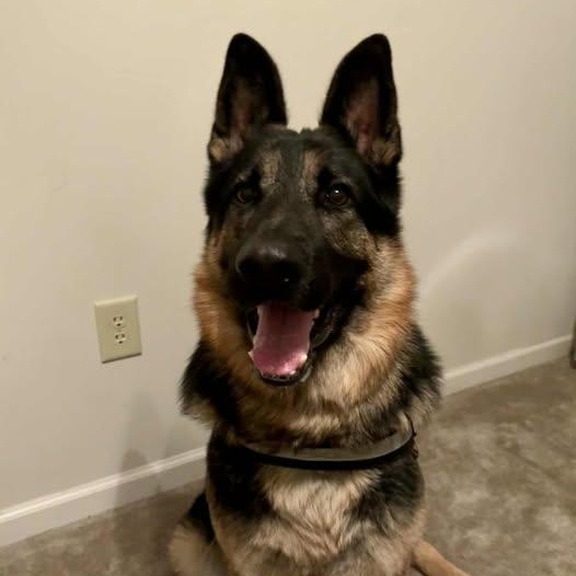 Enlarge Cooper, a ADOPTABLE German Shepherd Dog in Lexington, KY image 2/6