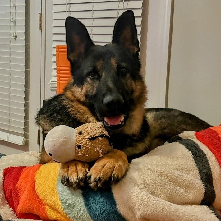 Enlarge Cooper, a ADOPTABLE German Shepherd Dog in Lexington, KY image 3/6