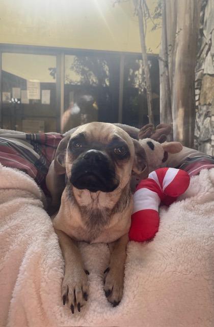 Enlarge Timon, a Adoptable mixed breed in Fort Worth, TX image 2/2