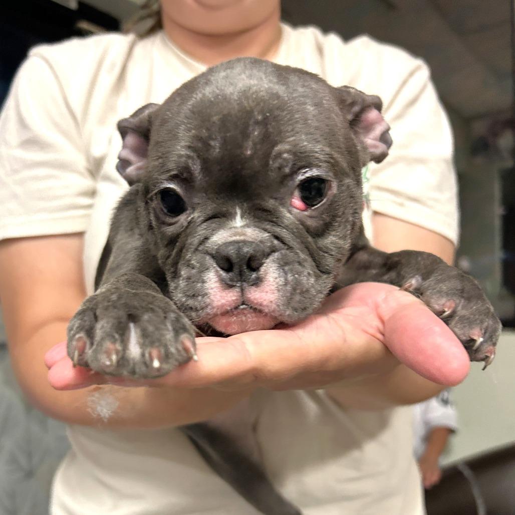 Bully Boston 2, Adoptable, Puppy Female Boston Terrier & American Bulldog.
