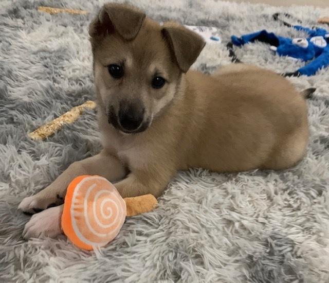 Tamarind, Adoptable, Puppy Female Collie.