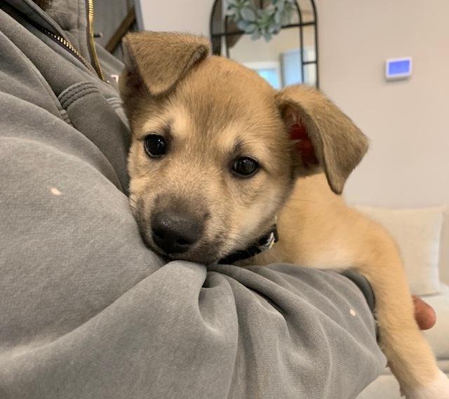Enlarge Tamarind, a Adoptable Collie in Amherst, NY image 2/6