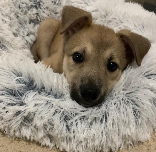 Enlarge Tamarind, a Adoptable Collie in Amherst, NY image 3/6