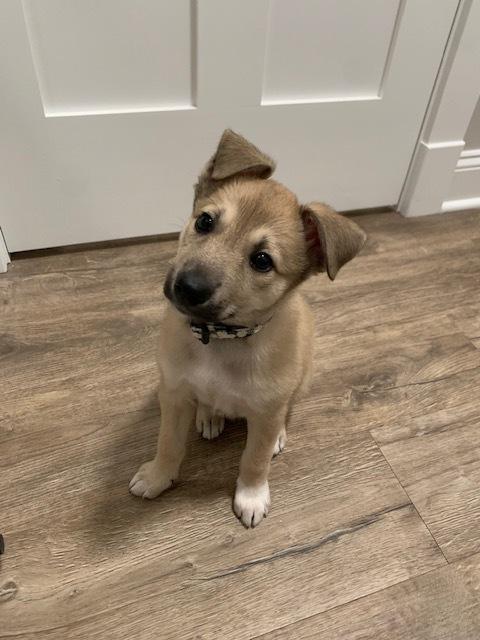 Enlarge Tamarind, a Adoptable Collie in Amherst, NY image 4/6