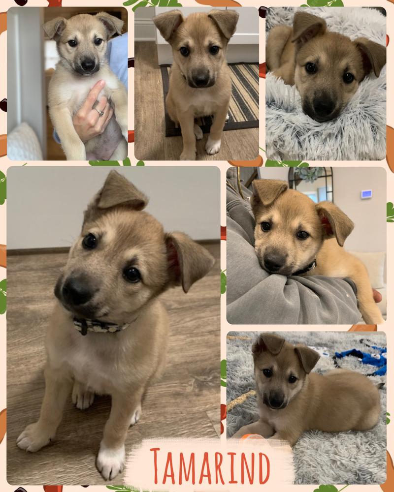 Enlarge Tamarind, a Adoptable Collie in Amherst, NY image 5/6