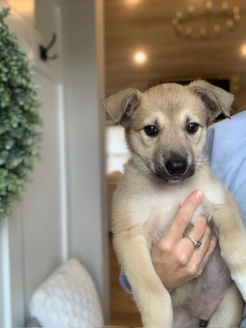 Enlarge Tamarind, a Adoptable Collie in Amherst, NY image 6/6