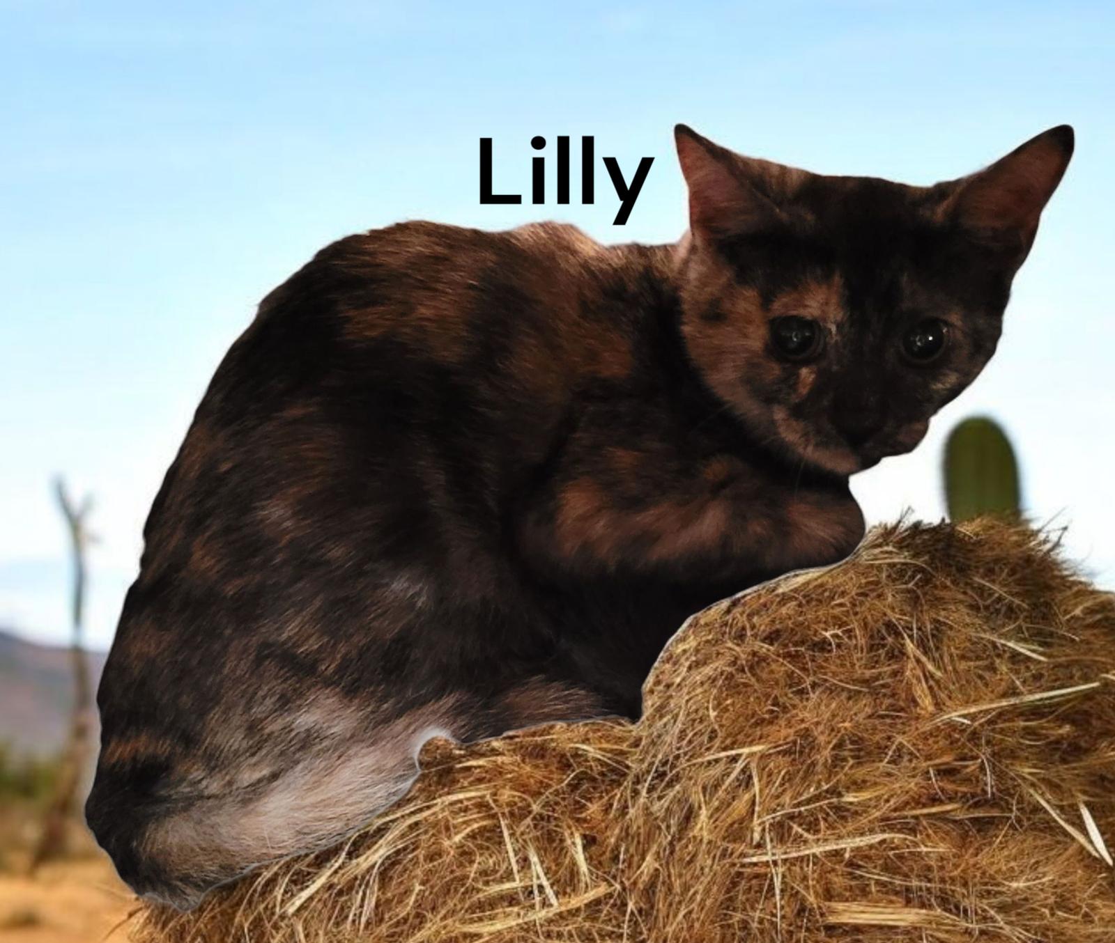 Lilly