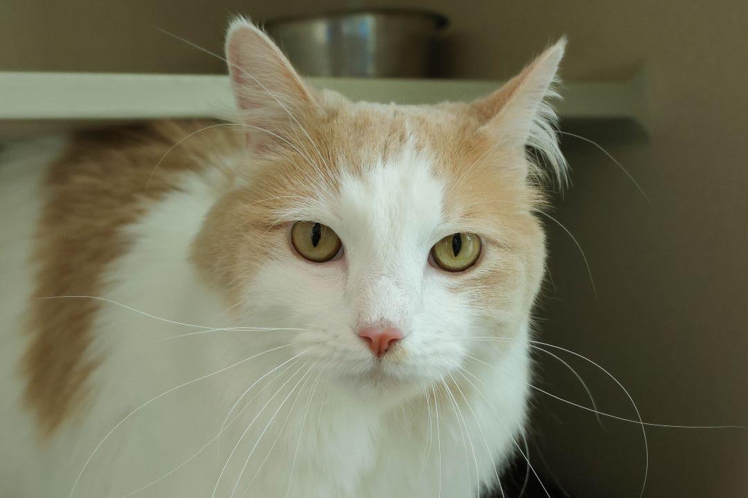 PATCHES, Adoptable, Adult Male Domestic Medium Hair.
