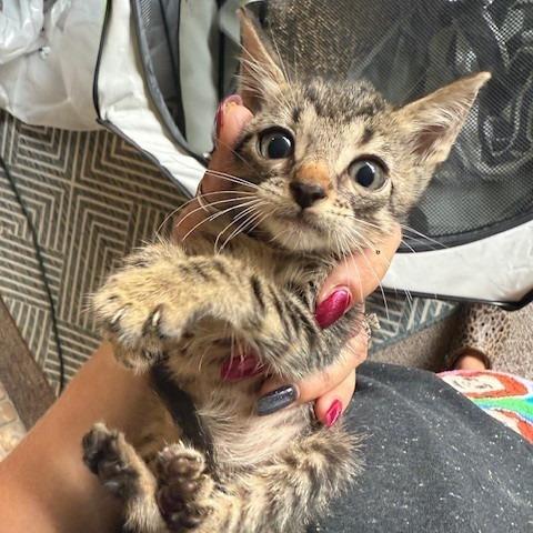 Kingston, Adoptable, Kitten Male Domestic Short Hair.