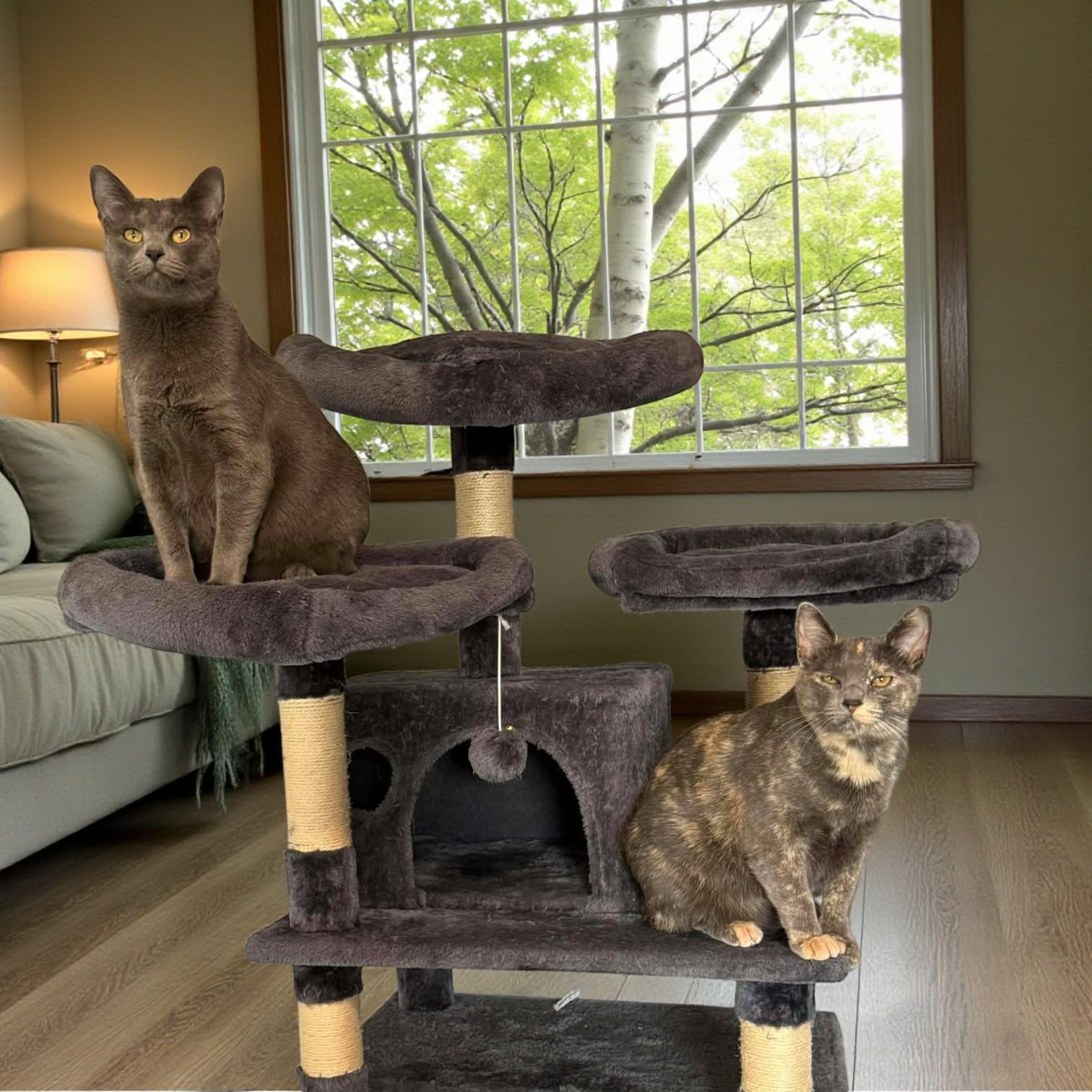 Dory & Coral (bonded pair), Adoptable, Young Female Domestic Short Hair.