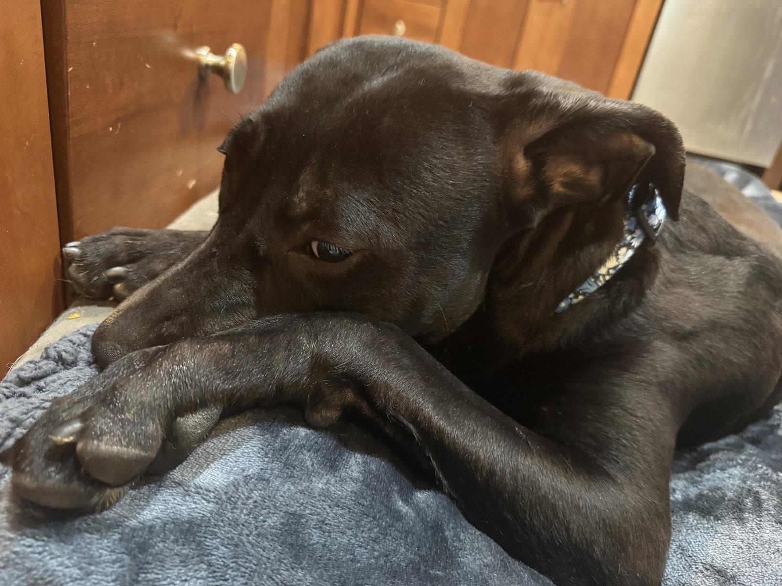 Monty, Adoptable, Adult Male Labrador Retriever.