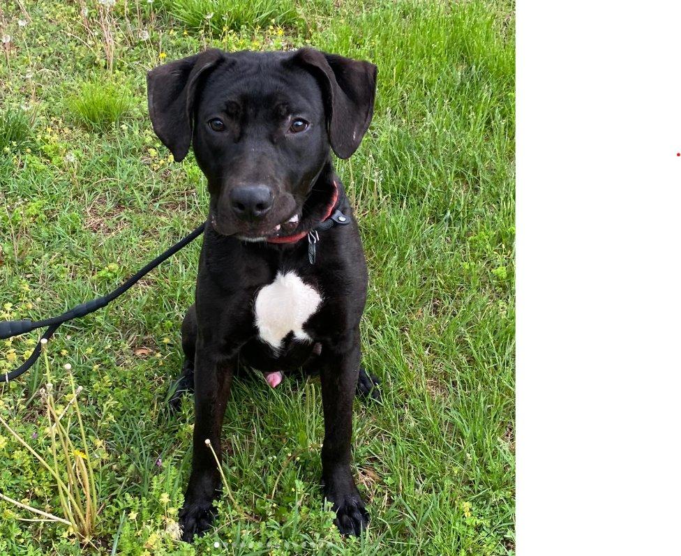Monty, a Adoptable Labrador Retriever in Herndon, VA image 2/3