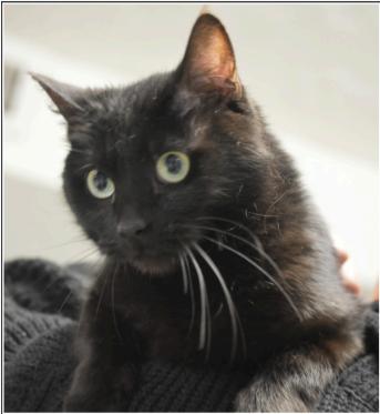 Binx, Adoptable, Senior Female Domestic Short Hair.