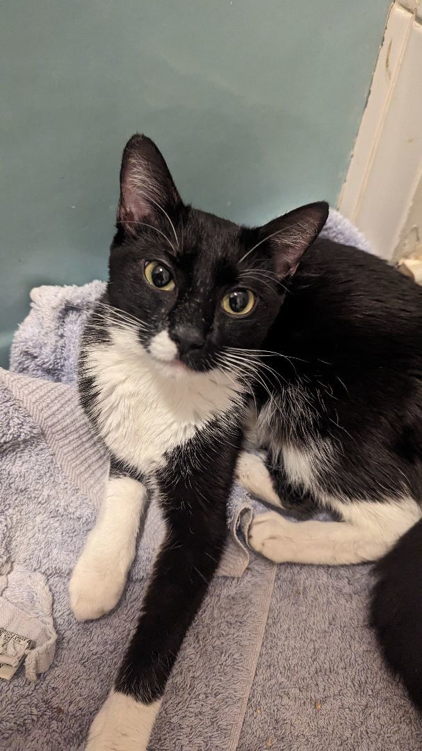 Story, Adopted, Kitten Female Domestic Short Hair.