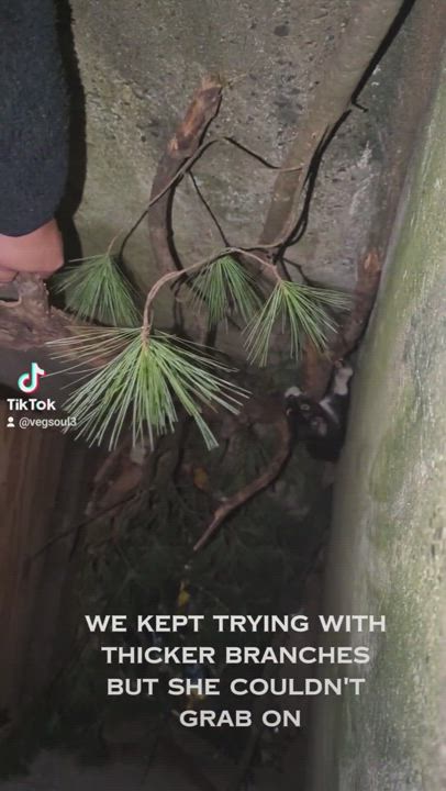 Enlarge Story, a Adopted Domestic Short Hair in Montclair, NJ video 3/3