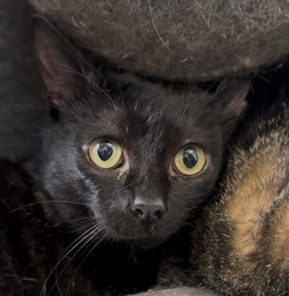 Stanley, Adoptable, Adult Male Domestic Short Hair & Domestic Short Hair.