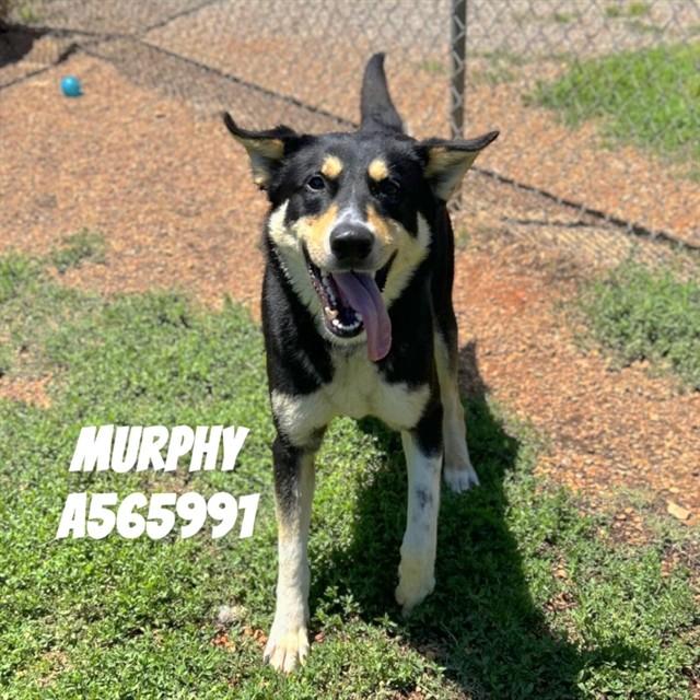 Enlarge MURPHY, a Adoptable mixed breed in Huntsville, AL image 1/1