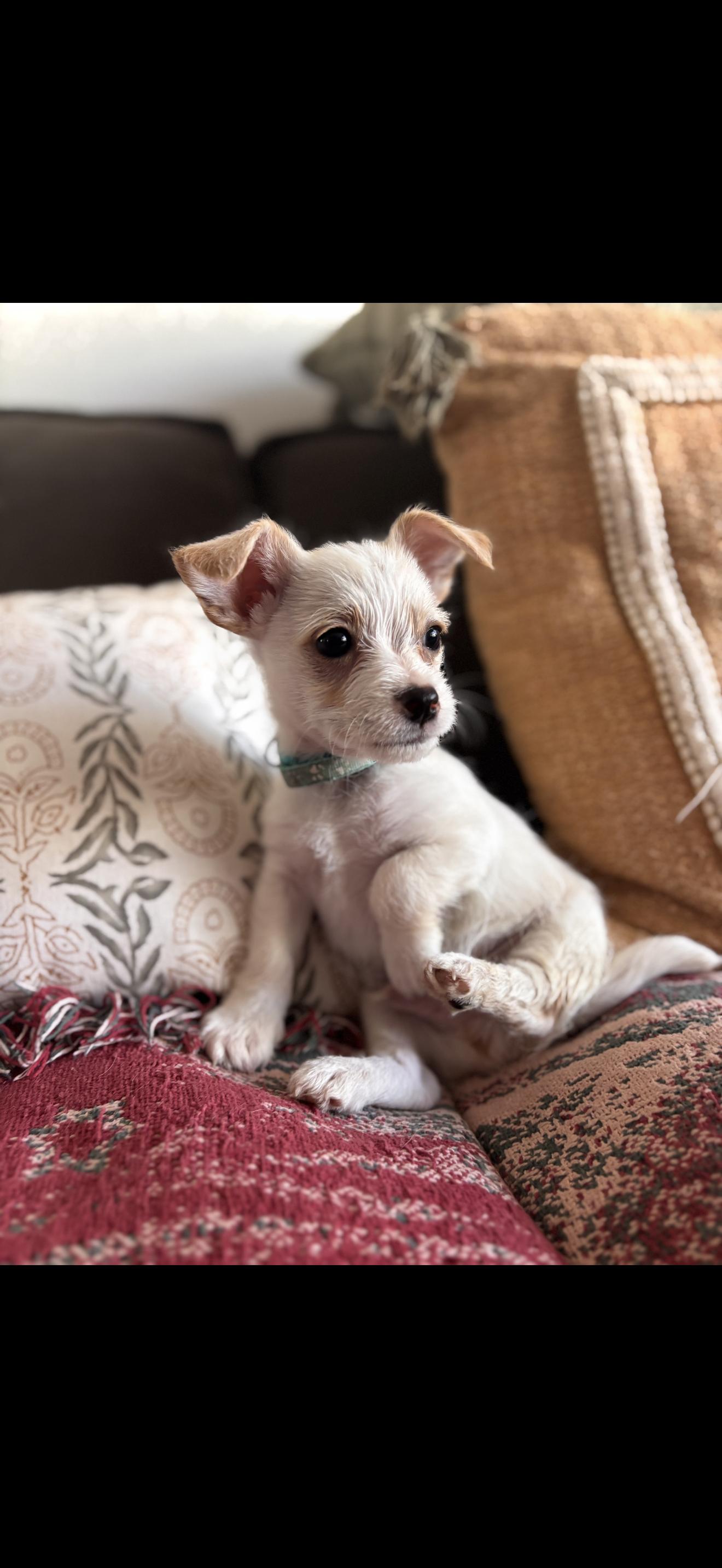 Enlarge Toby - The Little Sweetheart , a ADOPTABLE Maltese in North Hollywood , CA image 2/3