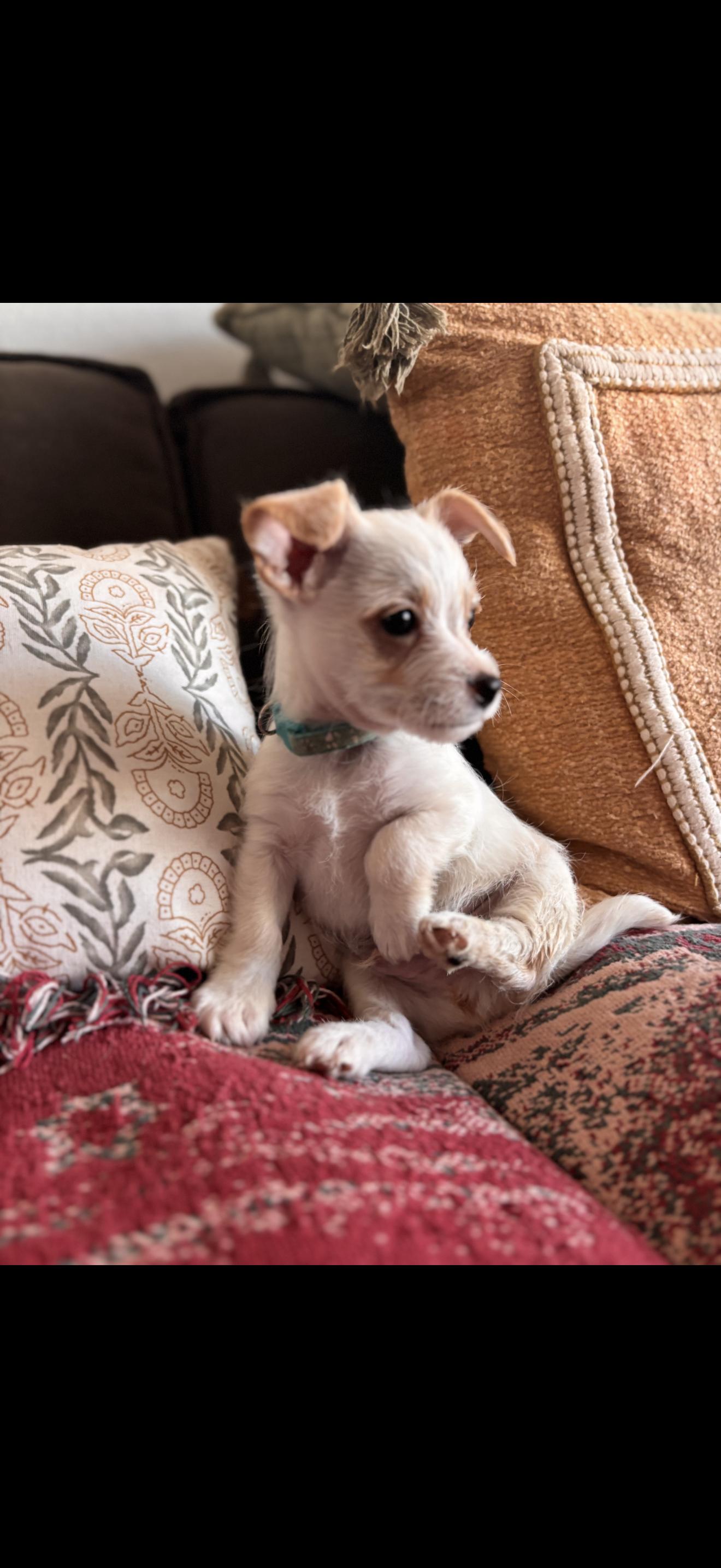 Enlarge Toby - The Little Sweetheart , a ADOPTABLE Maltese in North Hollywood , CA image 3/3