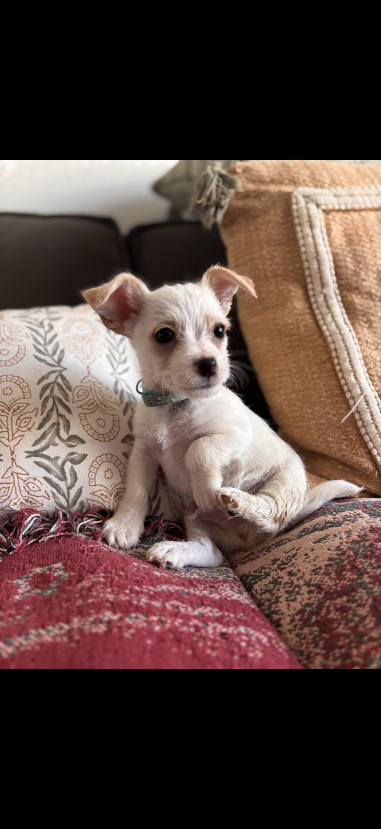 Enlarge Toby - The Little Sweetheart , a ADOPTABLE Maltese in North Hollywood , CA image 1/3