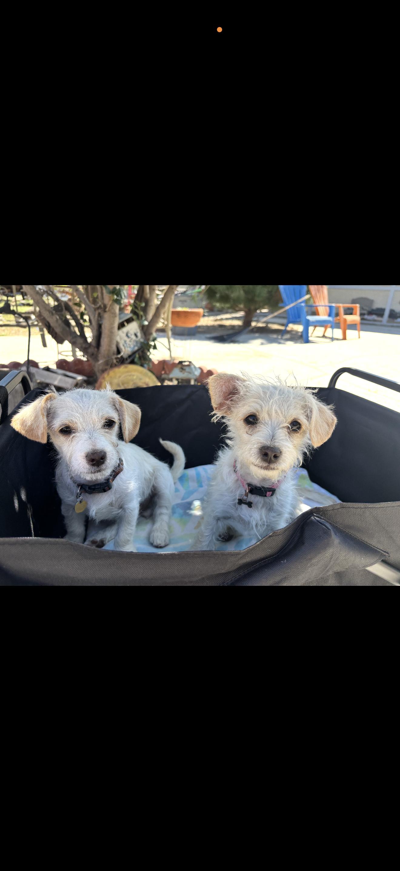 Enlarge Toby - The Little Sweetheart , a ADOPTABLE Maltese in North Hollywood , CA image 5/6