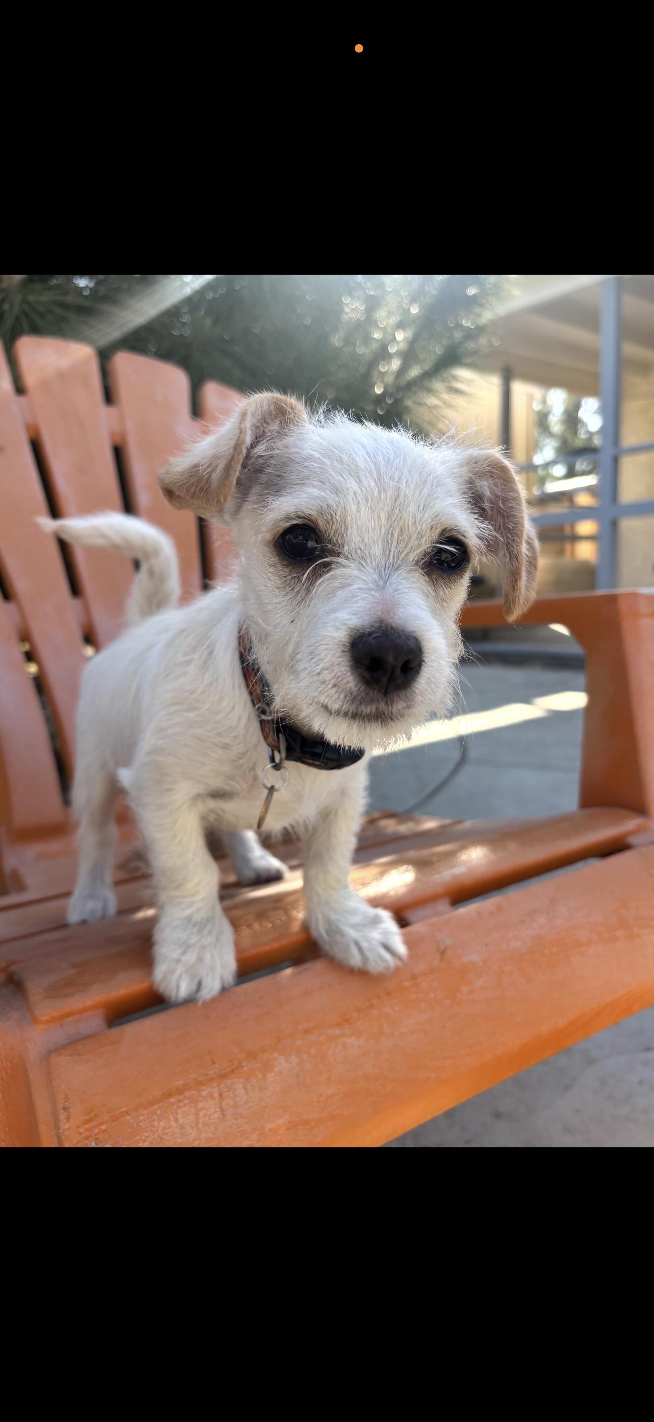 Enlarge Toby - The Little Sweetheart , a ADOPTABLE Maltese in North Hollywood , CA image 1/6