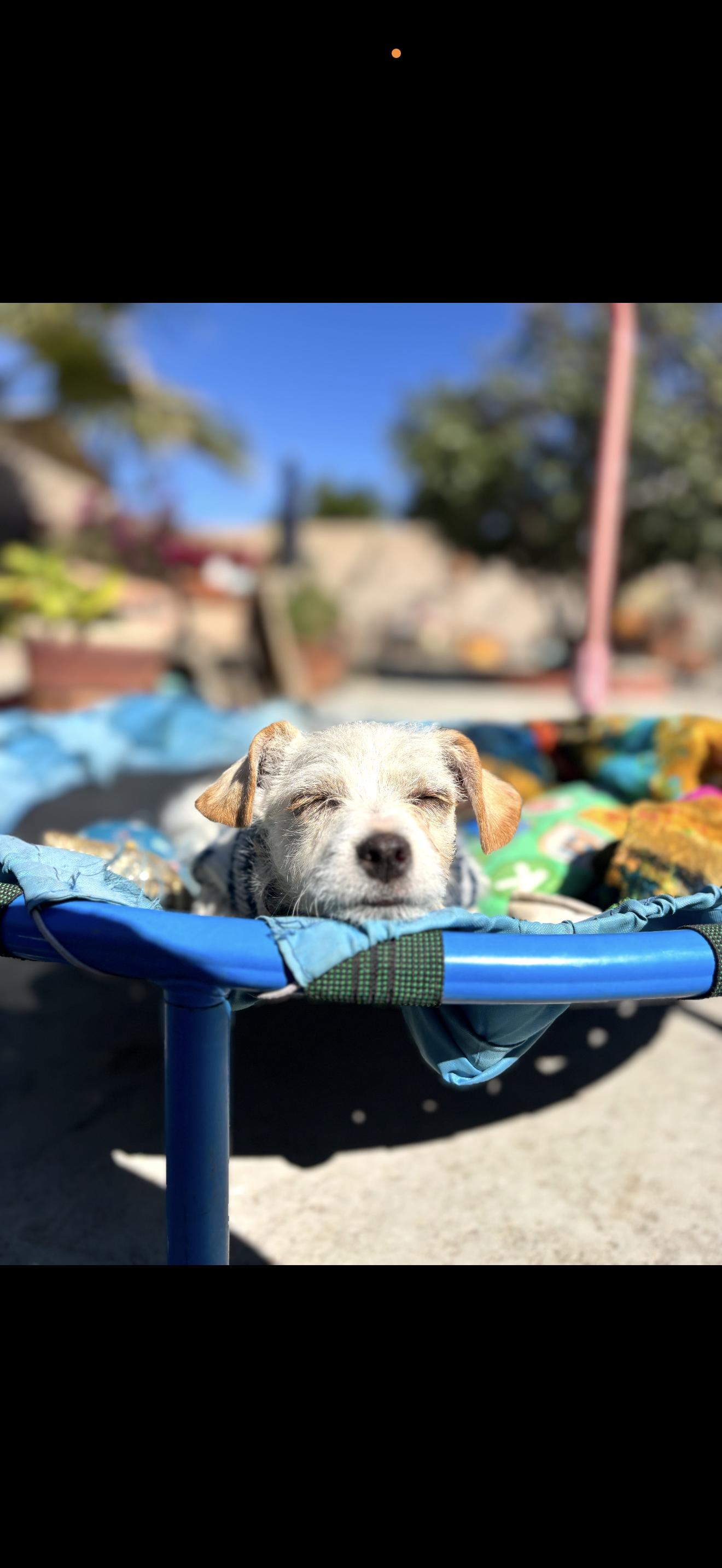 Enlarge Toby - The Little Sweetheart , a ADOPTABLE Maltese in North Hollywood , CA image 6/6