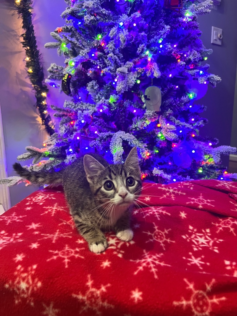 Rosie , Adopted, Kitten Female Tabby.